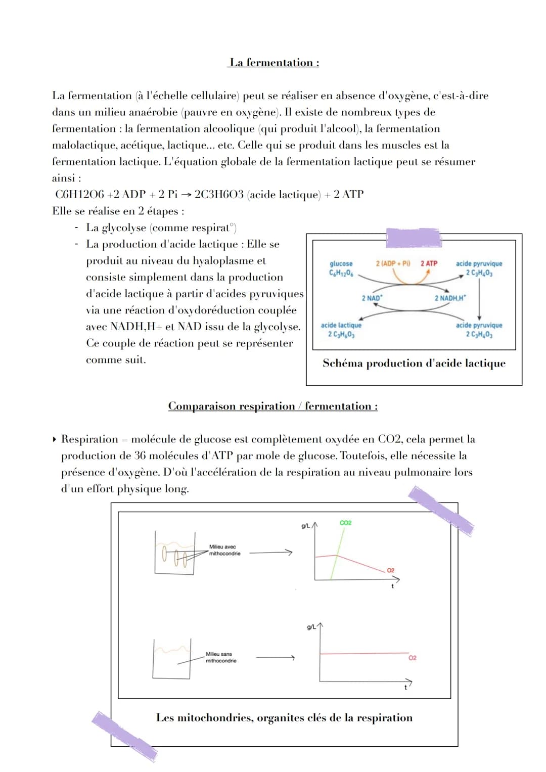 Pb
L ORIGINE DE L AT P
Par quels mécanismes sont générées les molécules d'ATP, notamment
nécessaire à la contraction musculaire ?
L'ATP, une