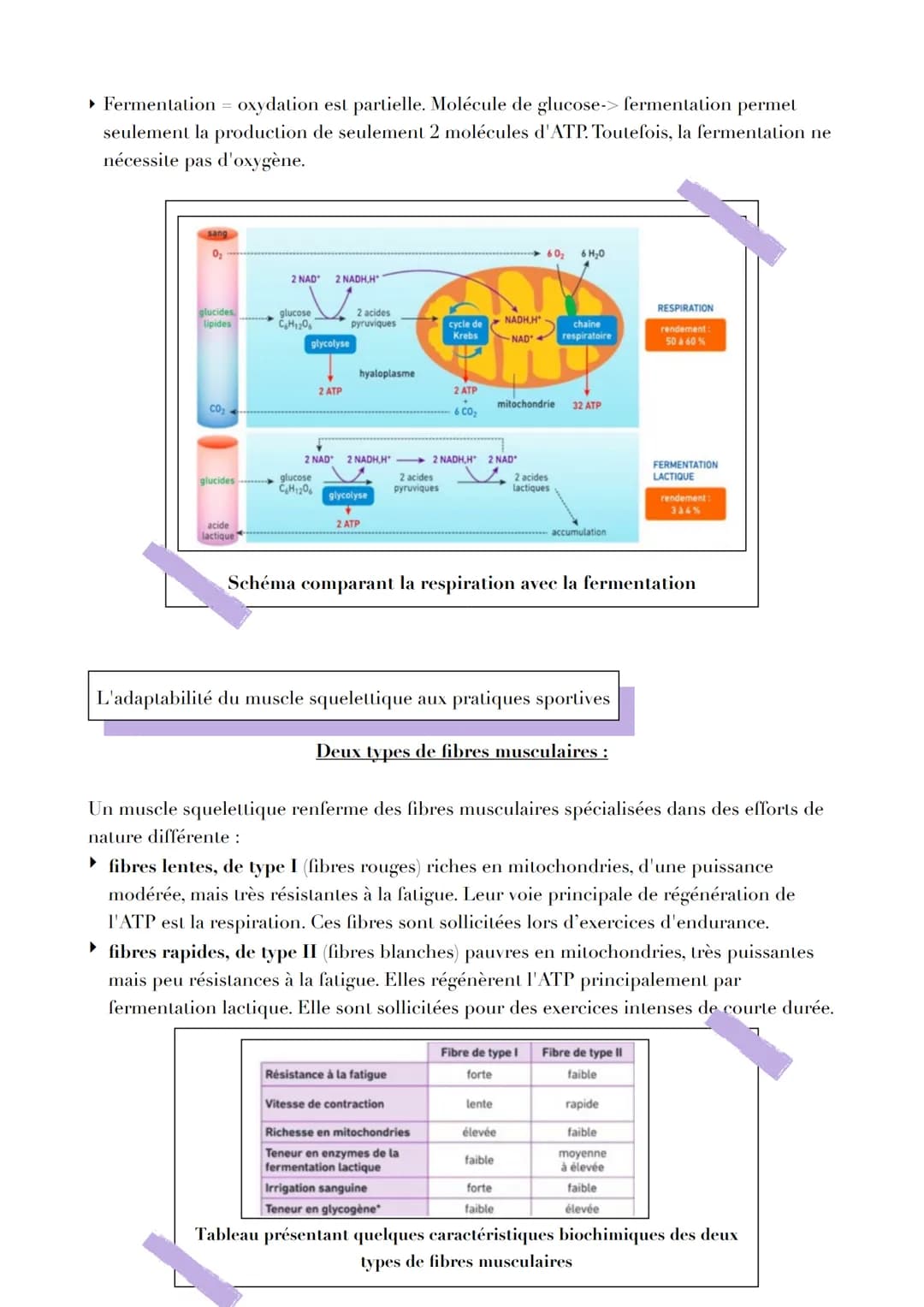 Pb
L ORIGINE DE L AT P
Par quels mécanismes sont générées les molécules d'ATP, notamment
nécessaire à la contraction musculaire ?
L'ATP, une