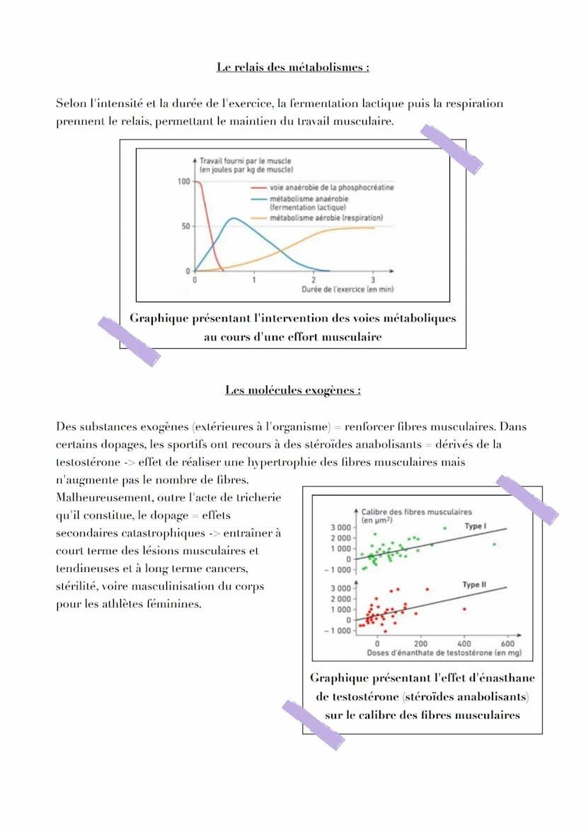 Pb
L ORIGINE DE L AT P
Par quels mécanismes sont générées les molécules d'ATP, notamment
nécessaire à la contraction musculaire ?
L'ATP, une