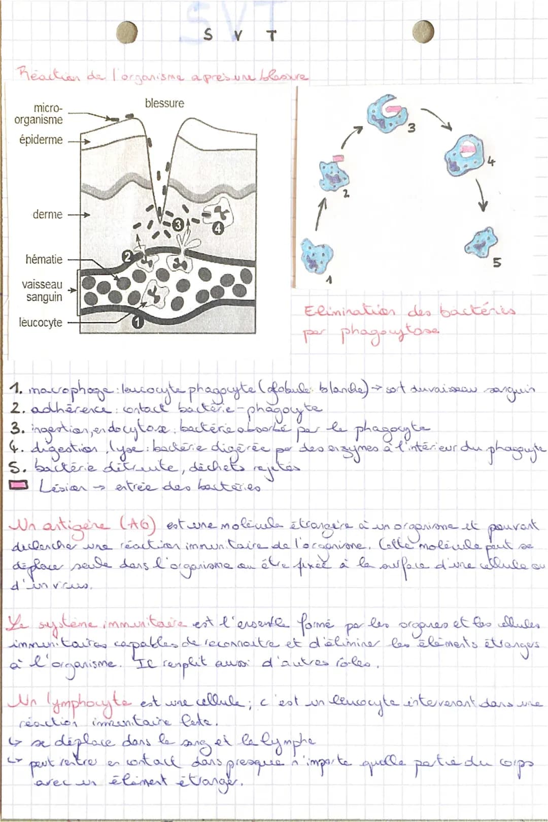 Découvre le Système Immunitaire en 3ème: Schéma, Phagocytose et Anticorps