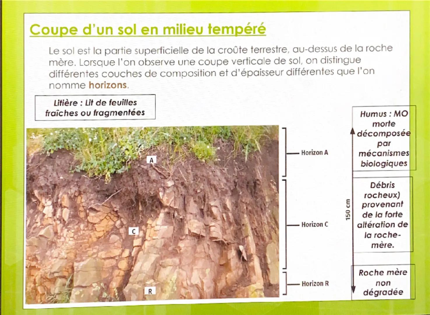 CHAPITRE 2 : STRUCTURE
ET FONCTIONNEMENT DES
AGROSYSTEMES Nous avons vu que les roches subissaient
des altérations libérant ainsi de nombreu