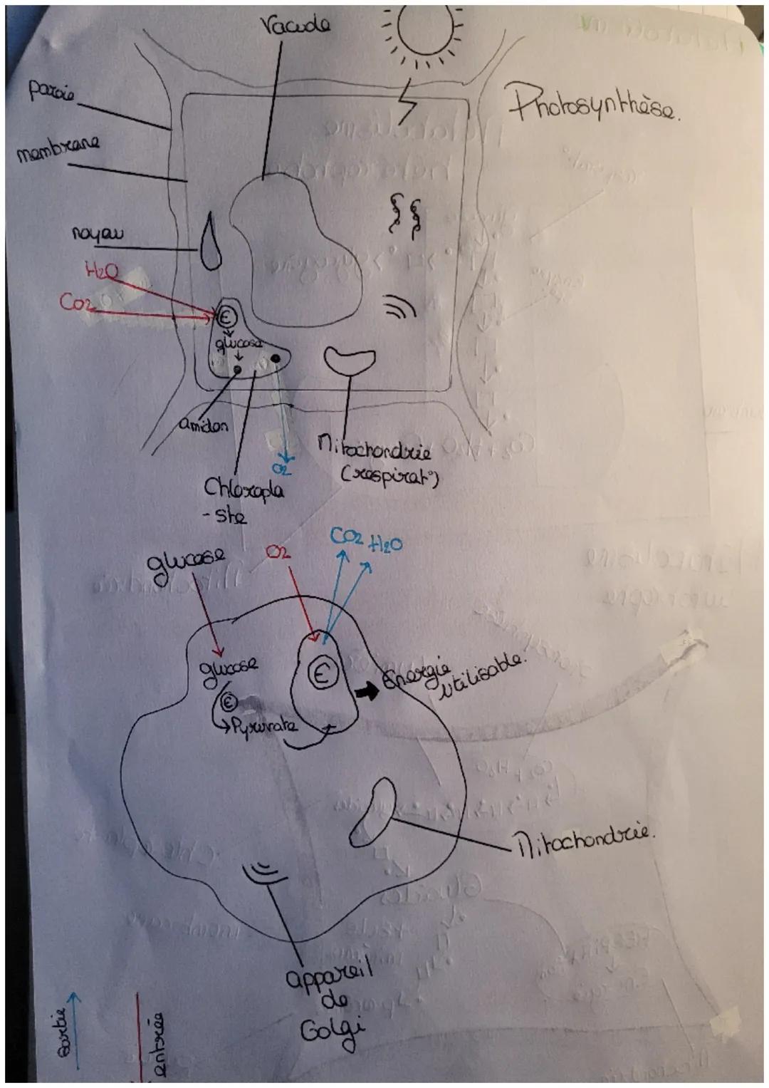 déf
пр
SVT
הה
I
am def netabolisme - Ensemble des transformations biochimique
organism
qui se déroulent à l'interieur d'une et donc d'un
Res