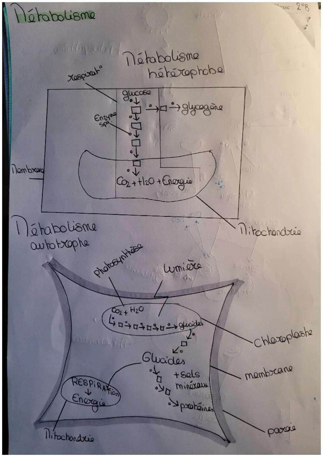 déf
пр
SVT
הה
I
am def netabolisme - Ensemble des transformations biochimique
organism
qui se déroulent à l'interieur d'une et donc d'un
Res