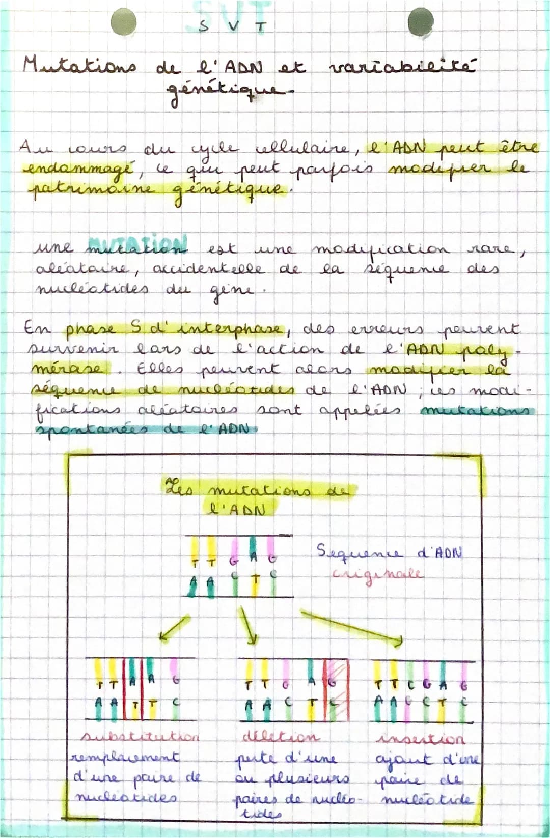 Mutations de l'ADN et
génétique-
S
Au cours
du cycle cellulaire, l'ADN peut être
endommagé, ce qui peut parfois modifier le
patrimoine génét
