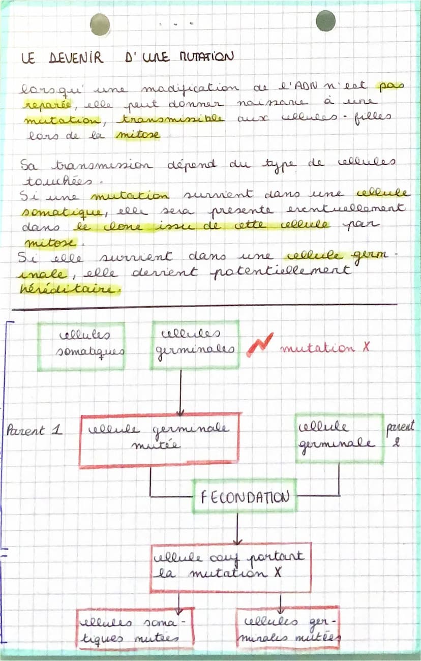 Mutations de l'ADN et
génétique-
S
Au cours
du cycle cellulaire, l'ADN peut être
endommagé, ce qui peut parfois modifier le
patrimoine génét