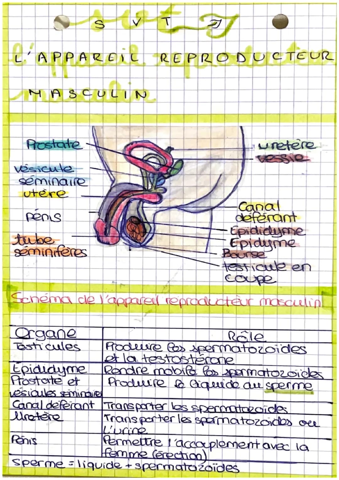 sot gj
as
LA REPRODUCTION
HUMAINE
histoire des sciences.
Theorie de la generation spontanée
<> une force superieure qui permet la naissance 