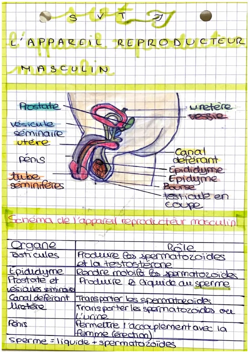 sot gj
as
LA REPRODUCTION
HUMAINE
histoire des sciences.
Theorie de la generation spontanée
<> une force superieure qui permet la naissance 