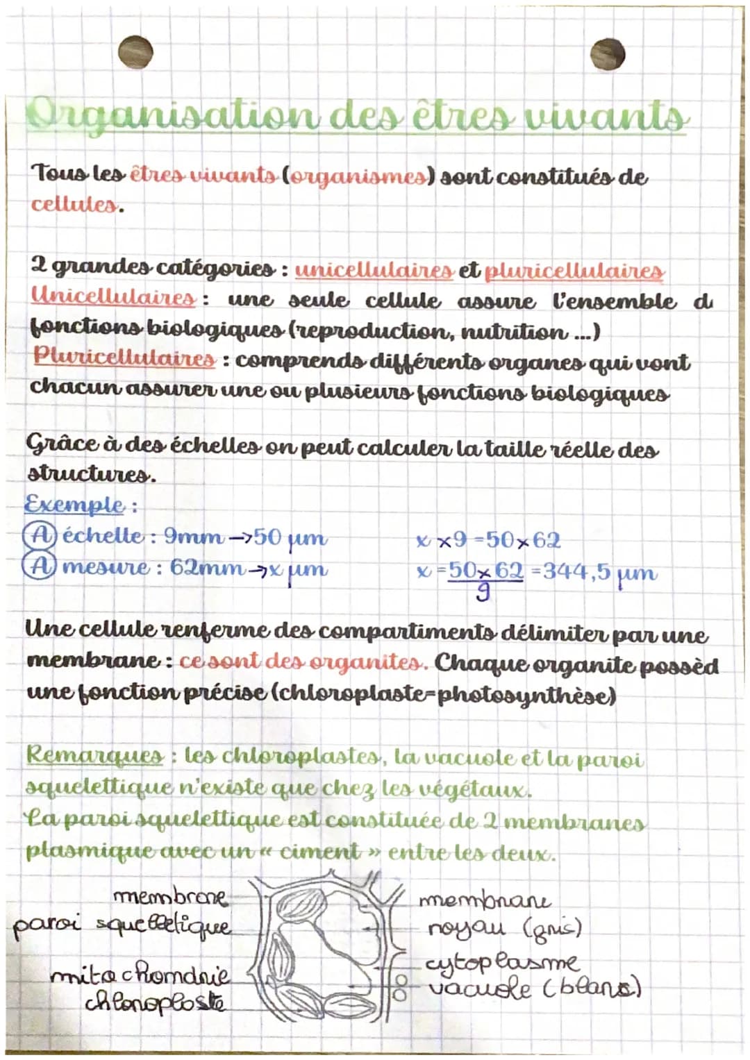 Organisation des êtres vivants
Tous les êtres vivants (organismes) sont constitués de
cellules.
2 grandes catégories : unicellulaires et plu