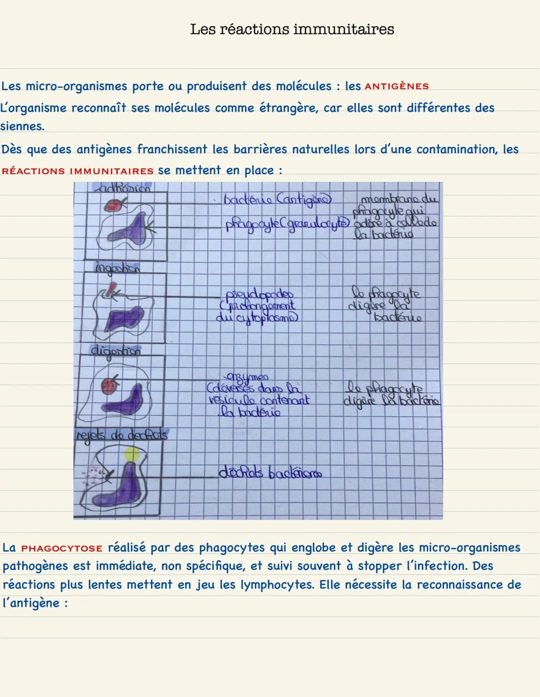 Le monde microbien
L'homme est en permanence confronté à de nombreux MICRO-ORGANISMES dont les
bactéries unicellulaires, omniprésentes dans 