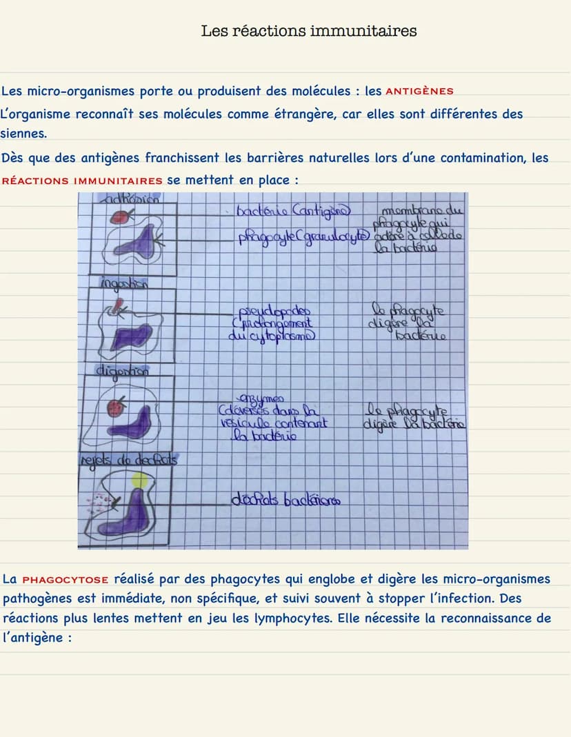 Le monde microbien
L'homme est en permanence confronté à de nombreux MICRO-ORGANISMES dont les
bactéries unicellulaires, omniprésentes dans 