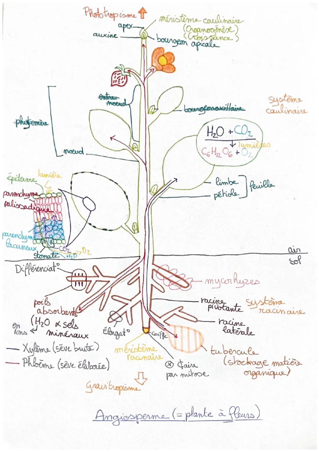 Phototropisme
auxine
apex-
méristème caulinaire
(Organogenèse)
(Lois Sance)
•bourgeon apicale"
Ontre
Mocud
phycomère
noeud
épiderme kamière
