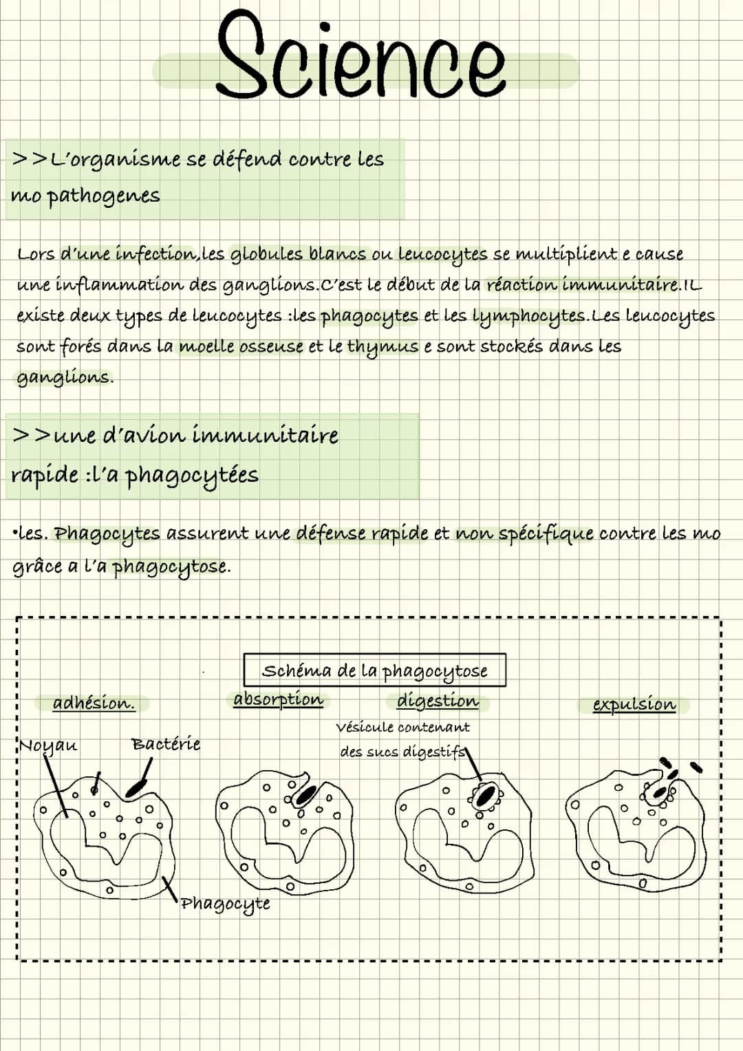 Découvre comment ton corps combat les micro-organismes pathogènes !