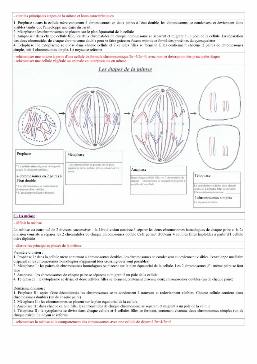 Rappels
- connaître les principaux niveaux d'organisation du vivant
Organisme (en mètre) → organe (en centimètre) → cellule (en micromètre u