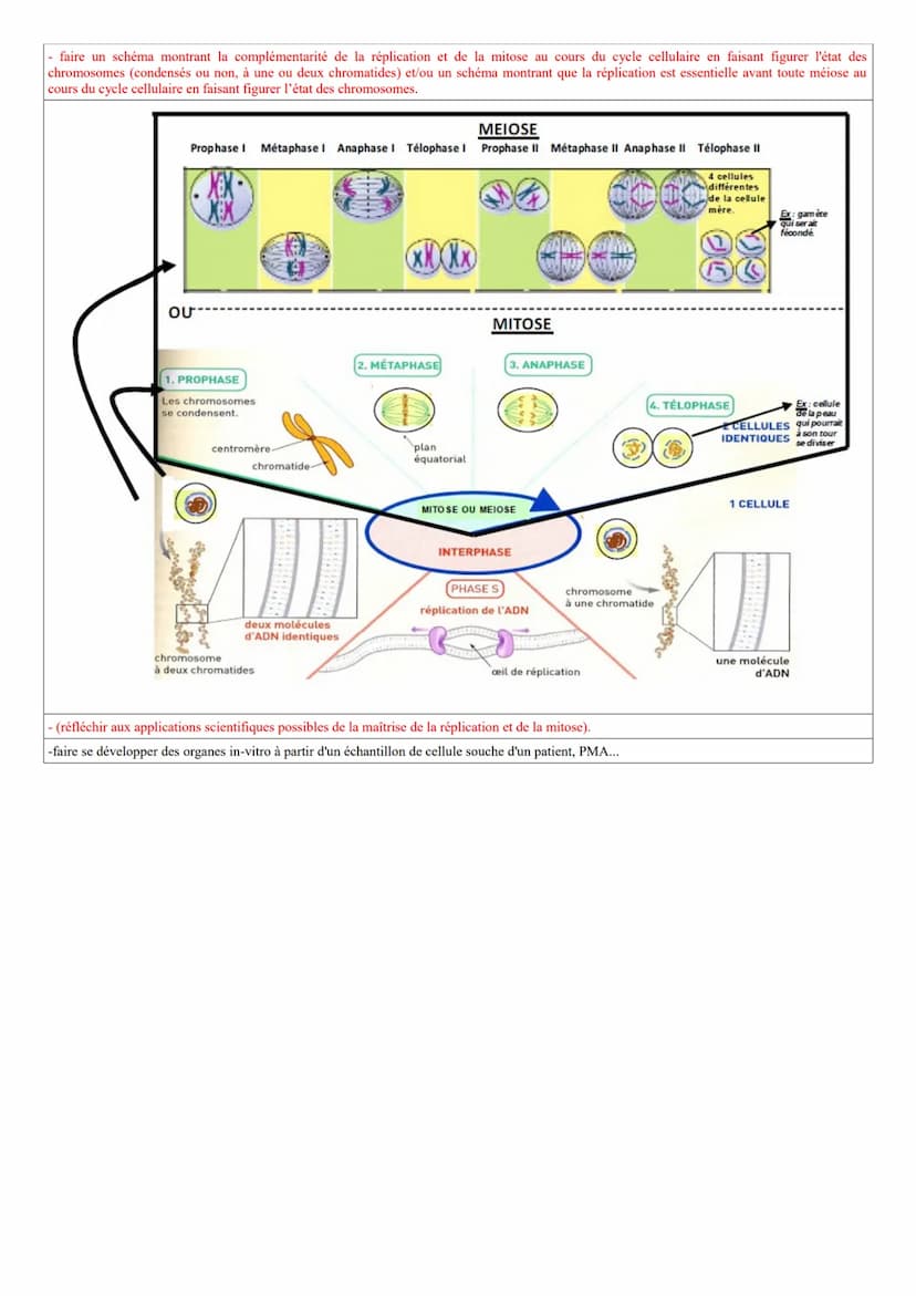 Rappels
- connaître les principaux niveaux d'organisation du vivant
Organisme (en mètre) → organe (en centimètre) → cellule (en micromètre u