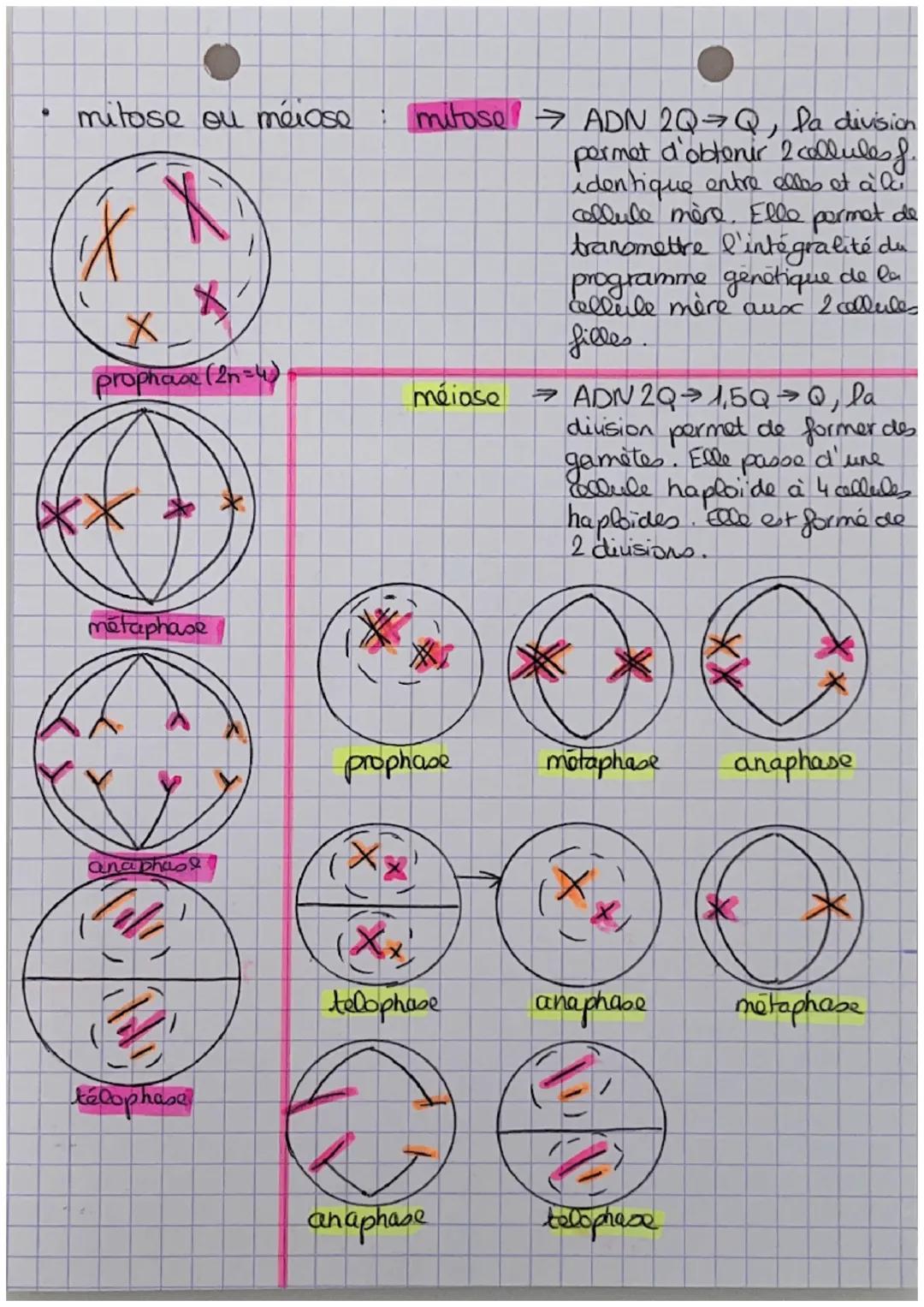 a
9
O Les divisions des cellules!
eucanotes
A) Rappels:
cellule encaryote > avec noyau
cellule procaryote → sans noyou
ADN
1 chrm
acide deso