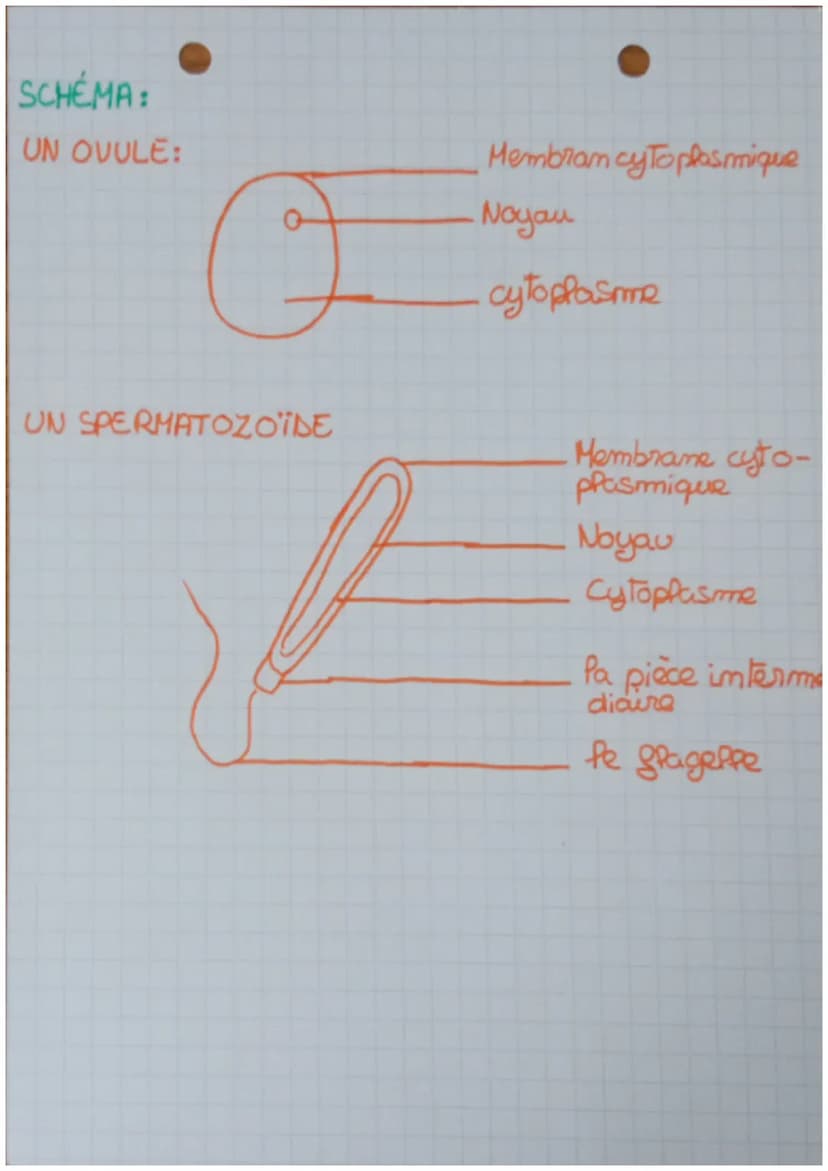 ● Sciences at Vie de la T... 10/2022
et Torre
REPRODUCTION DES ÊTRES VIVANTS
il existe 2 types de reproductions
reproduction SEXUEE
If Paux 