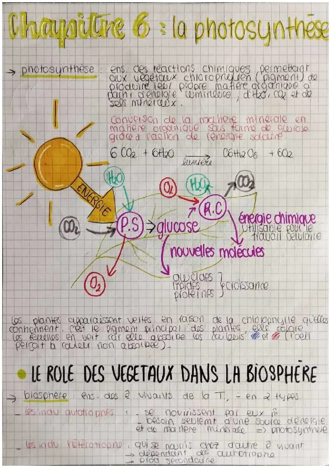 La photosynthèse avec SCHÉMA 