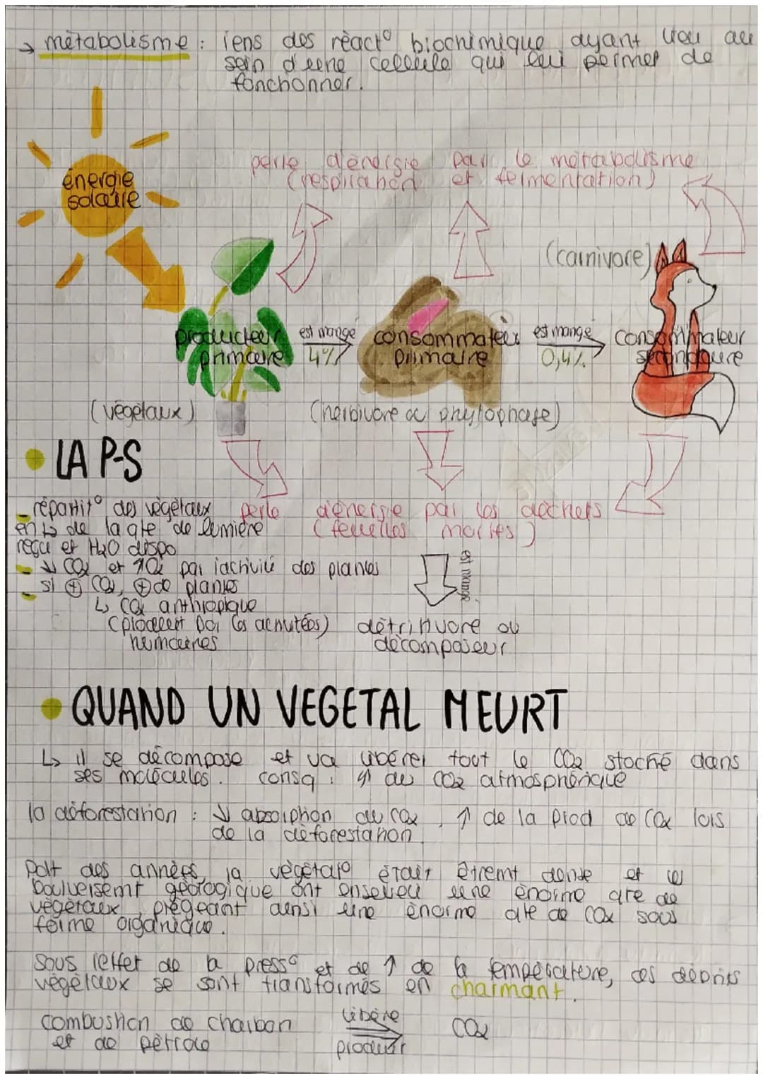 Chapitre 6 la photosynthèse
→ photosynthese: ens. des reactions chimiques permettant
aux vegetaux chloropriejien (pigment) de
produire leur 