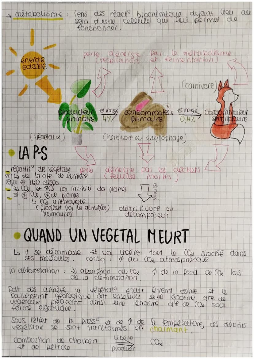 Chapitre 6 la photosynthèse
→ photosynthese: ens. des reactions chimiques permettant
aux vegetaux chloropriejien (pigment) de
produire leur 