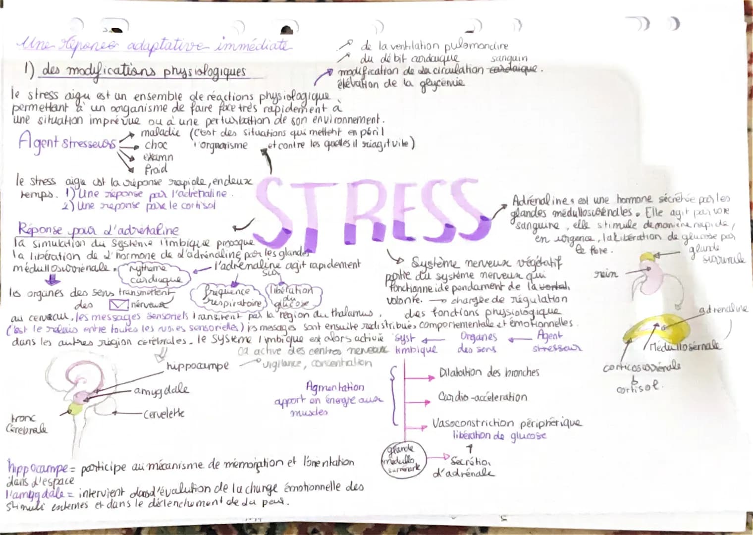 Une répones adaptative immédiate
1) des modifications physiologiques.
le stress aigu est un ensemble de réactions physiologique
permettant a