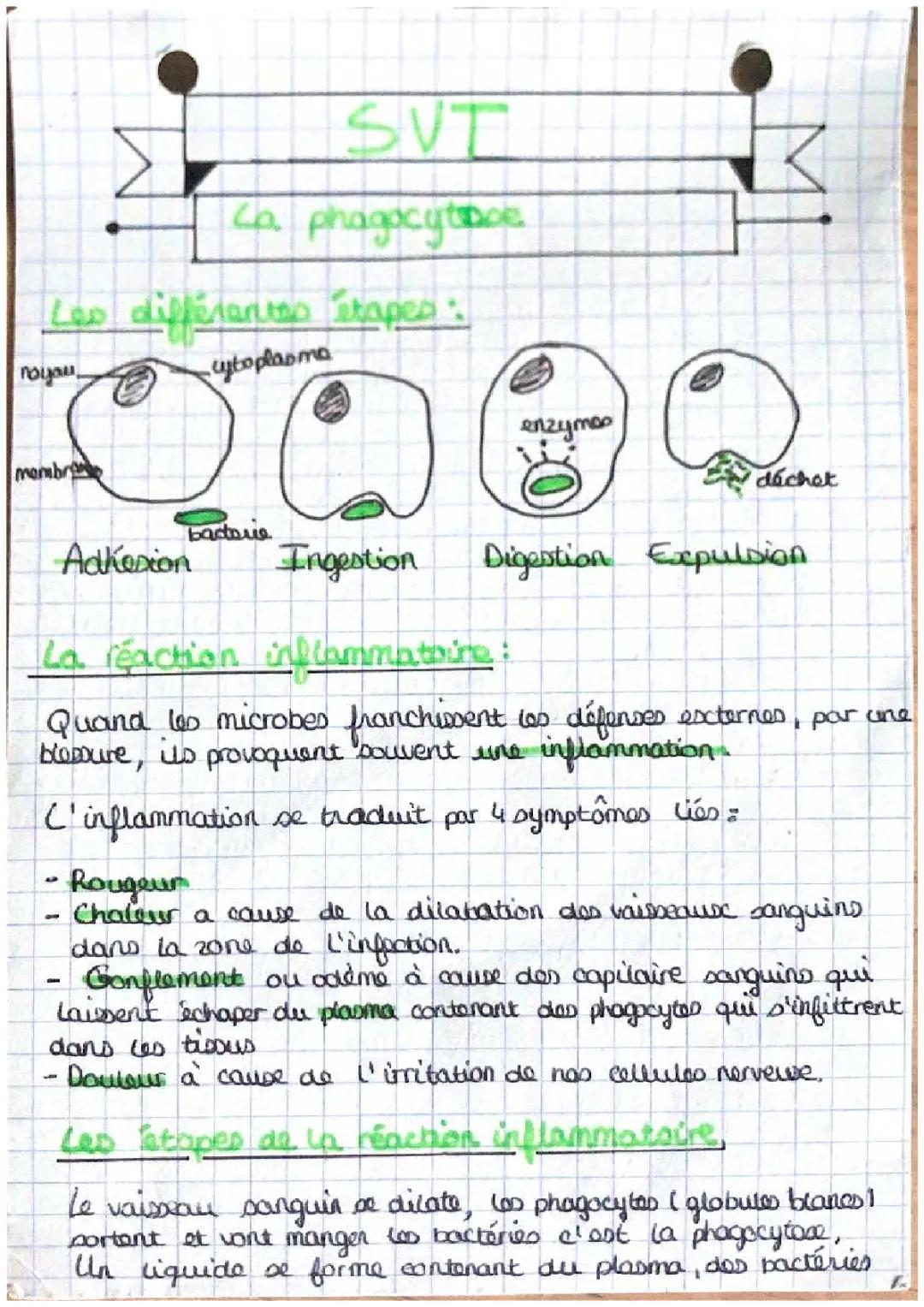 Découvre les Étapes de la Réaction Inflammatoire et les Barrières Naturelles