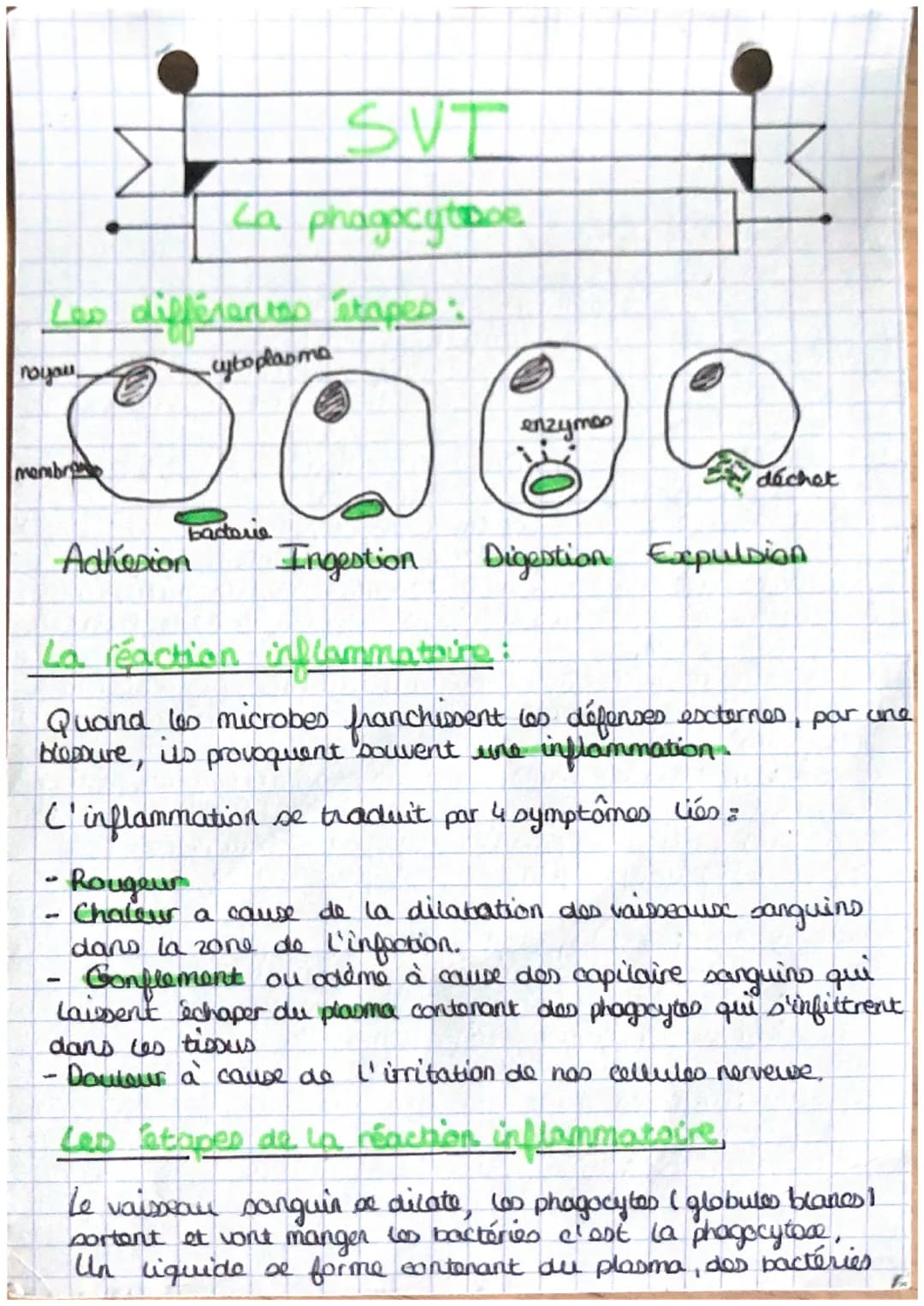 Les différentes étapes".
cytoplasma
noyou
membro
SVT
La phagocytope
-P
bacterie
Adhesion
-
enzymes
déchet
Ingestion
La réaction inflammatoir