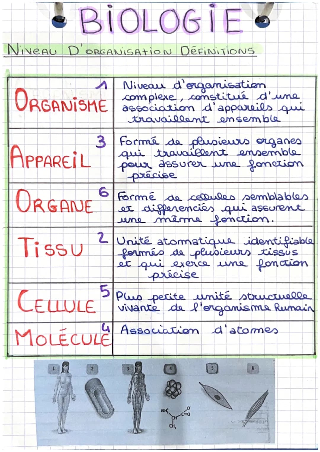 • BIOLOGIE.
NiveAU D'ORGANISATION DEFINITIONS
Niveau
ORGANISME complexe, constitué d'une
association d'appareils qui
travaillent ensemble
AP
