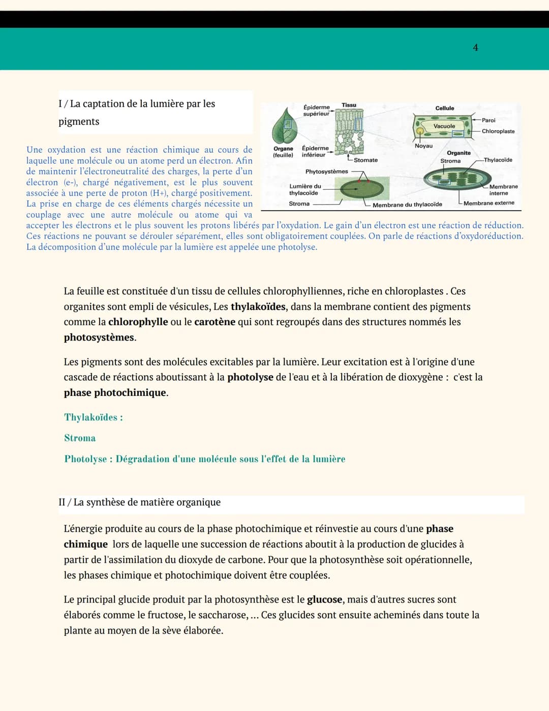 BIOLOGIE VÉGÉTALE
SPÉCIALITÉ SVT TERMINALE
ENJEUX CONTEMPORAINS DE LA
PLANÈTE
ORGANISATION DES PLANTES
CHAPITRE 1: L'adaptation de la plante