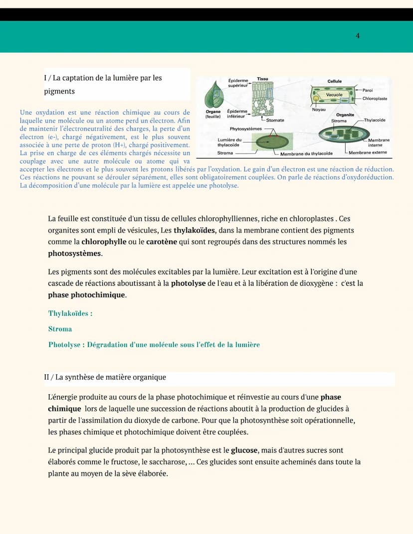 BIOLOGIE VÉGÉTALE
SPÉCIALITÉ SVT TERMINALE
ENJEUX CONTEMPORAINS DE LA
PLANÈTE
ORGANISATION DES PLANTES
CHAPITRE 1: L'adaptation de la plante