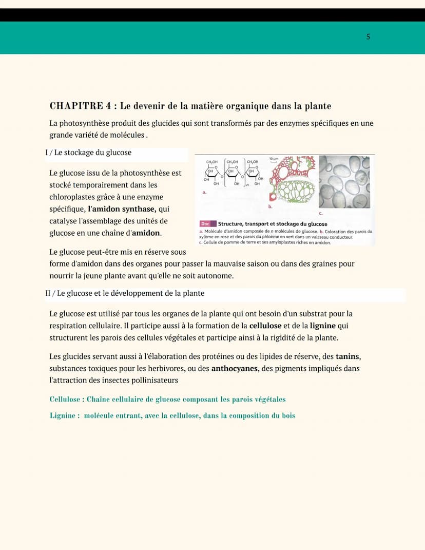 BIOLOGIE VÉGÉTALE
SPÉCIALITÉ SVT TERMINALE
ENJEUX CONTEMPORAINS DE LA
PLANÈTE
ORGANISATION DES PLANTES
CHAPITRE 1: L'adaptation de la plante