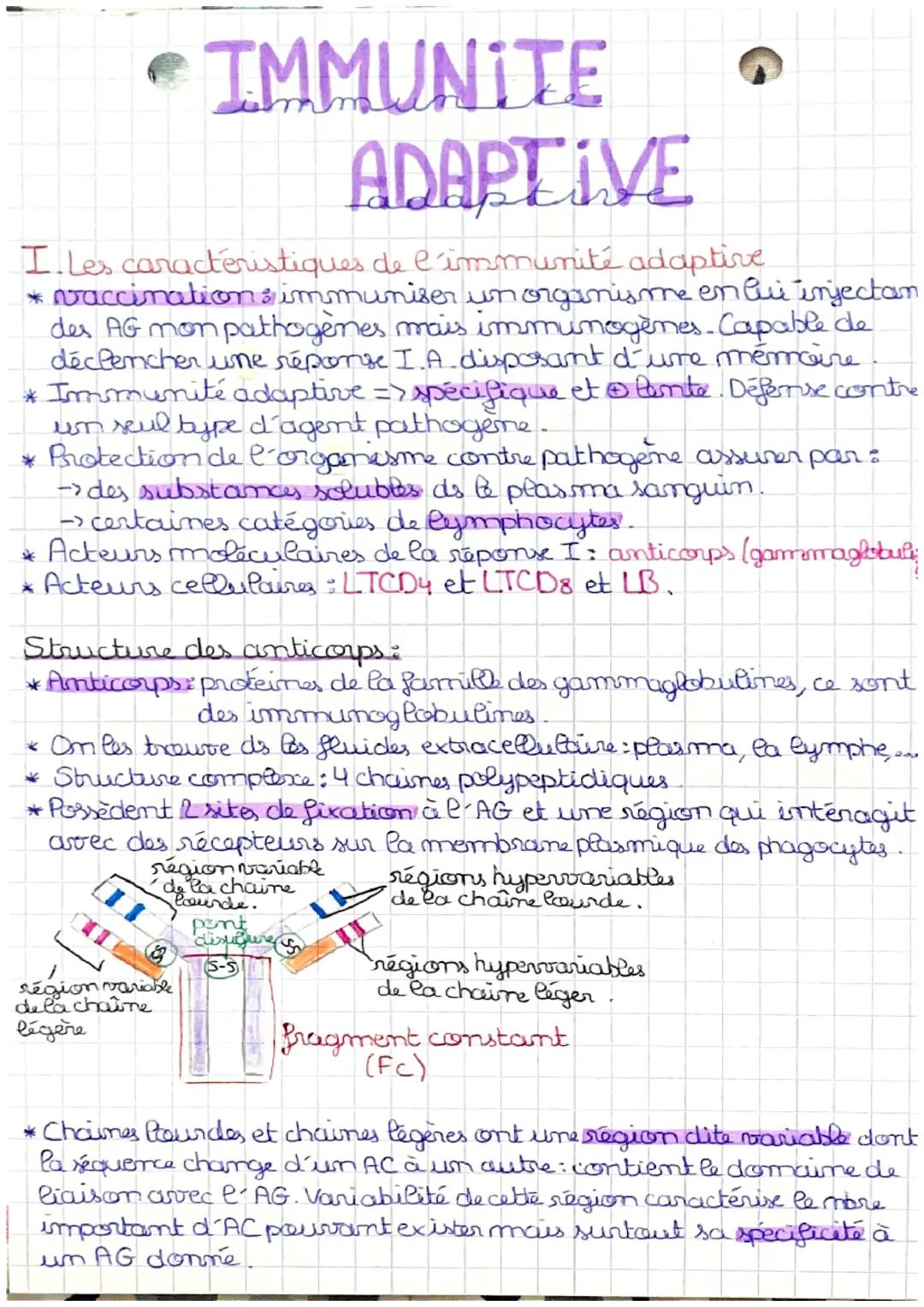 Le Système Immunitaire Facile: Rôle des Lymphocytes et Structure des Anticorps