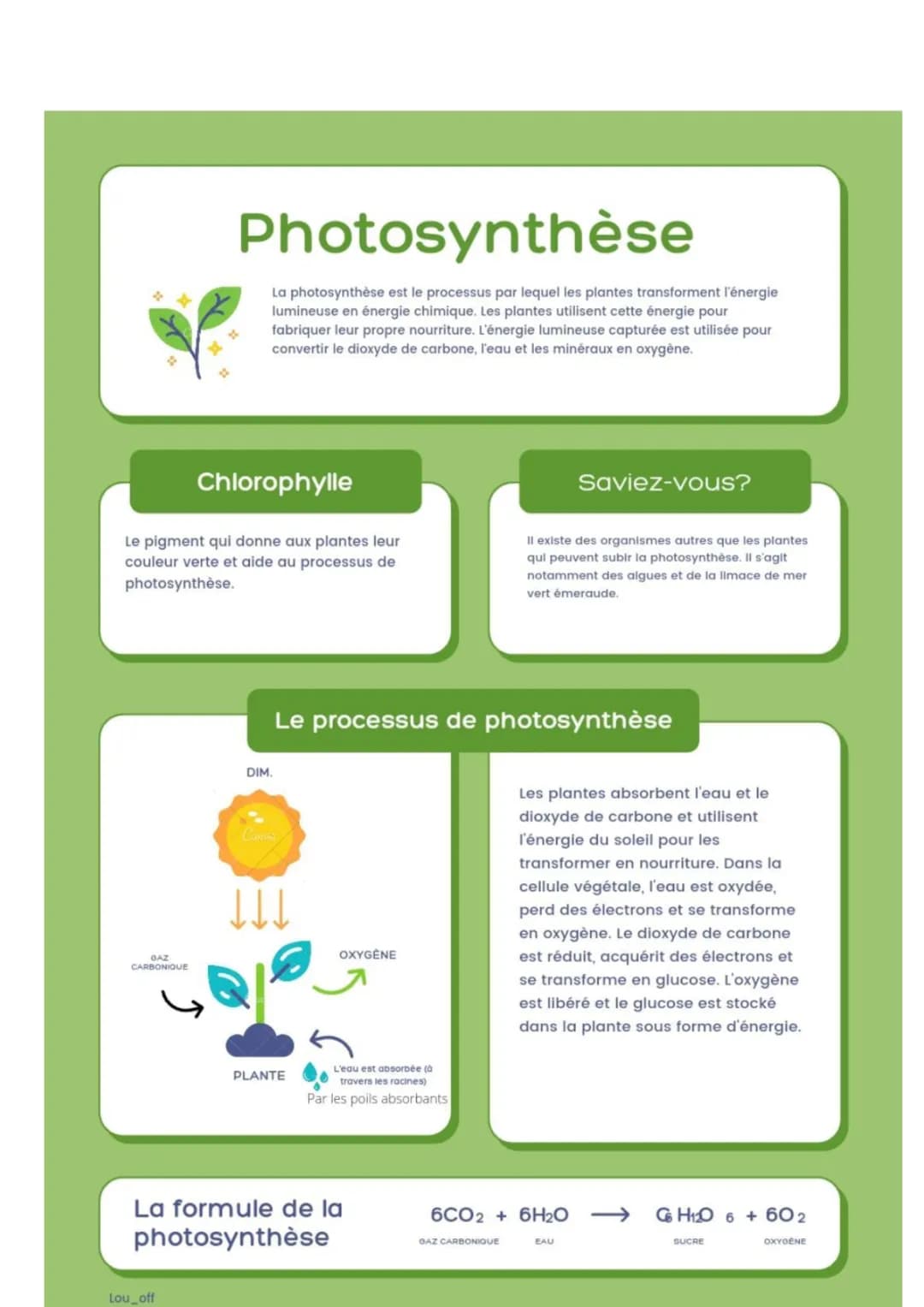 Photosynthèse : Comprendre Facilement avec Schémas et les Étapes pour les Plantes