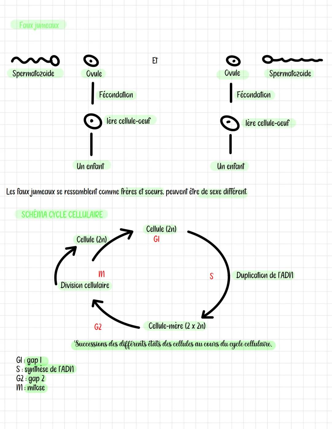MITOSE
Une cellule (2n)->2 cellules (2n chacune)
BRUN
BLOND
SVT
Chapitre 2 et Chapitre 3
Vrais jumeaux
Mitose
BRUN
BLOND
Transmission de l'i