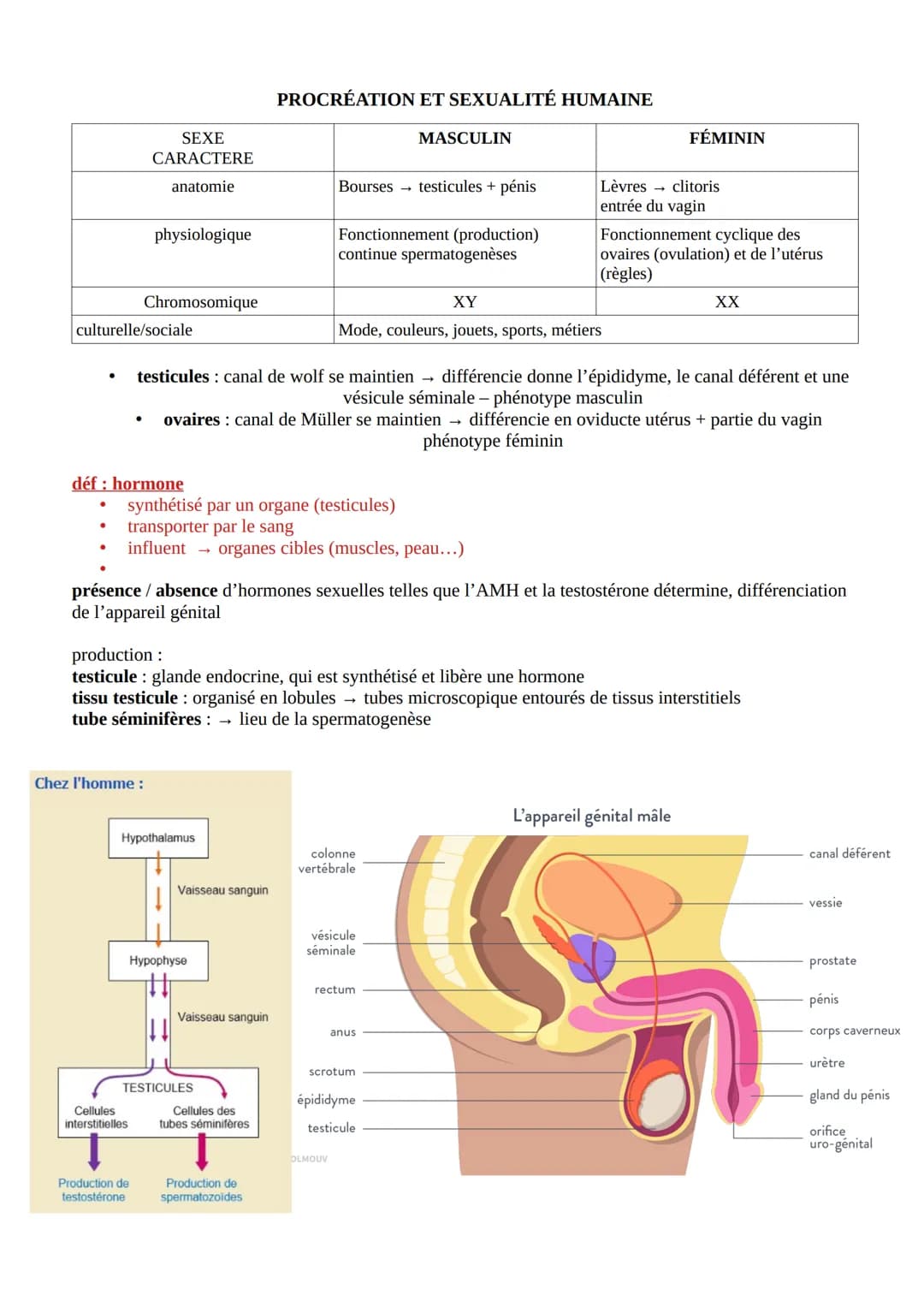 .
culturelle/sociale
SEXE
CARACTERE
anatomie
●
physiologique
Chromosomique
déf : hormone
Chez l'homme :
Cellules
interstitielles
Production 