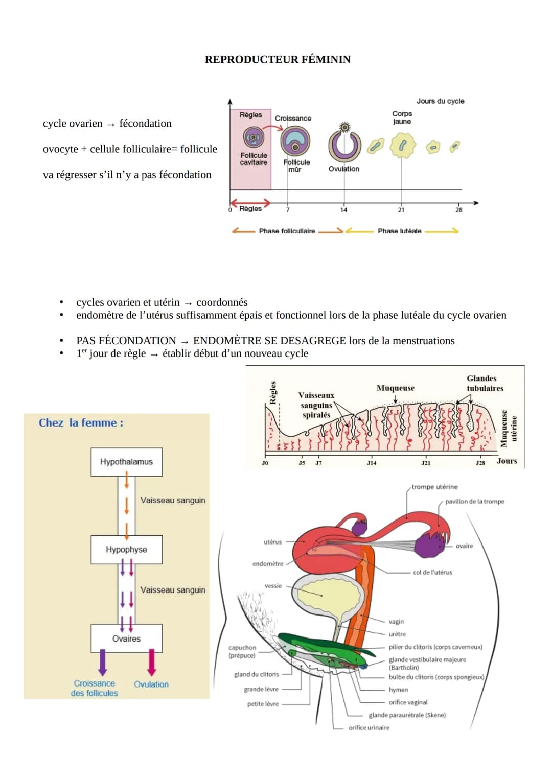 .
culturelle/sociale
SEXE
CARACTERE
anatomie
●
physiologique
Chromosomique
déf : hormone
Chez l'homme :
Cellules
interstitielles
Production 