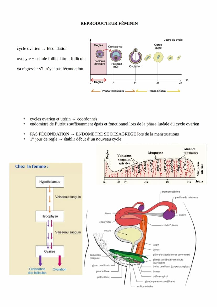 .
culturelle/sociale
SEXE
CARACTERE
anatomie
●
physiologique
Chromosomique
déf : hormone
Chez l'homme :
Cellules
interstitielles
Production 