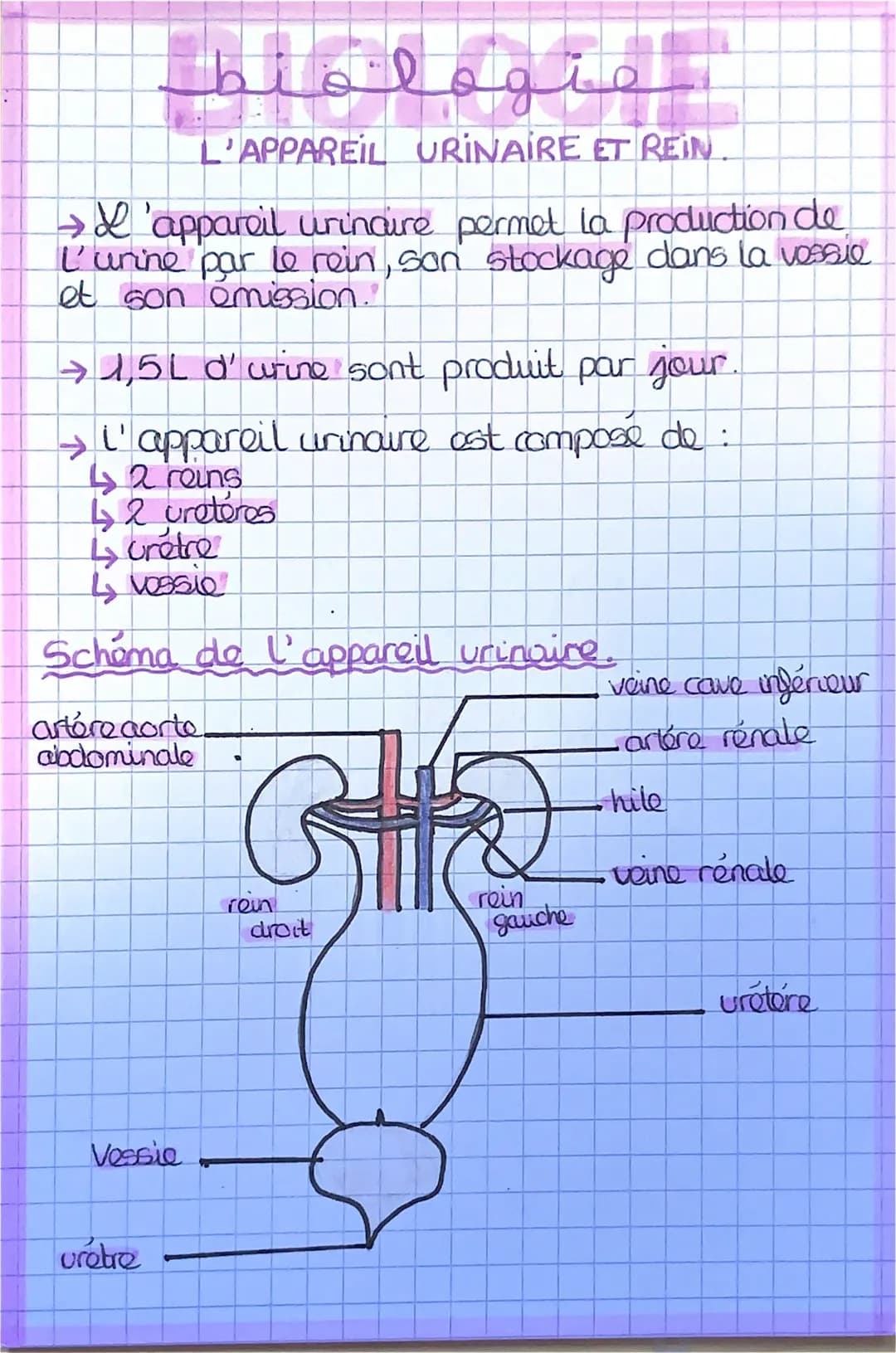 → L'appareil urinaire permet la production de
L'urine par le rein, son stockage dans la vessie
et son émission."
متهماغلط
L'APPAREIL URINAIR