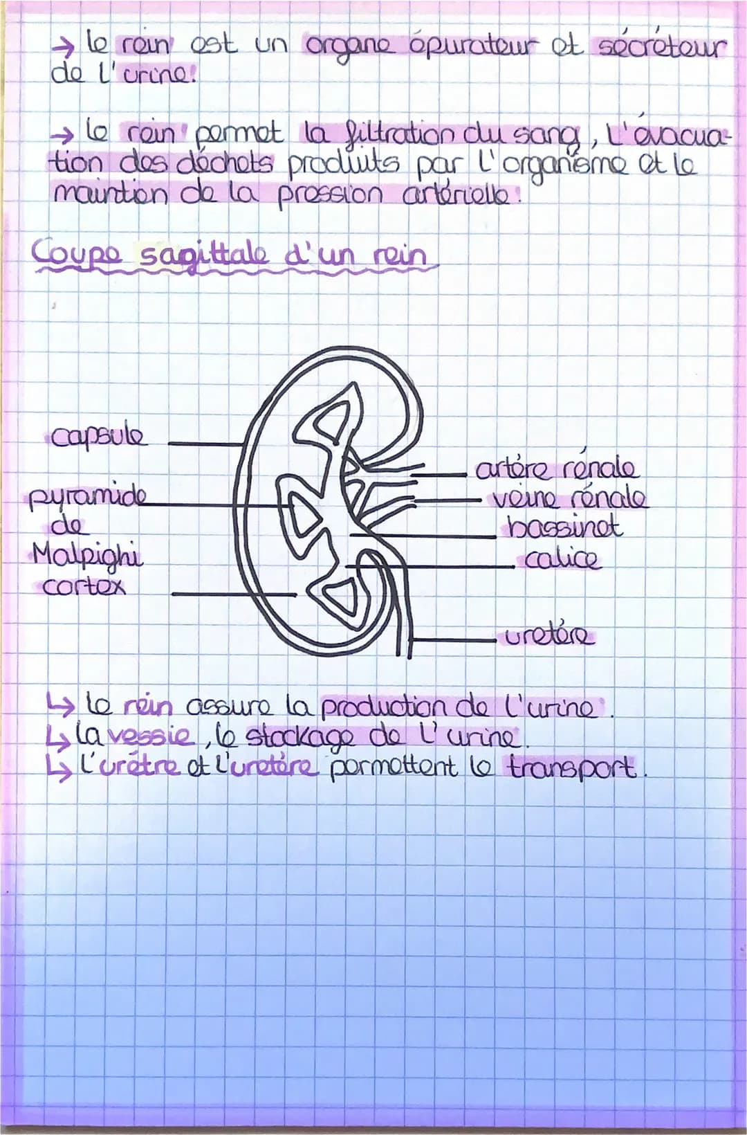 → L'appareil urinaire permet la production de
L'urine par le rein, son stockage dans la vessie
et son émission."
متهماغلط
L'APPAREIL URINAIR