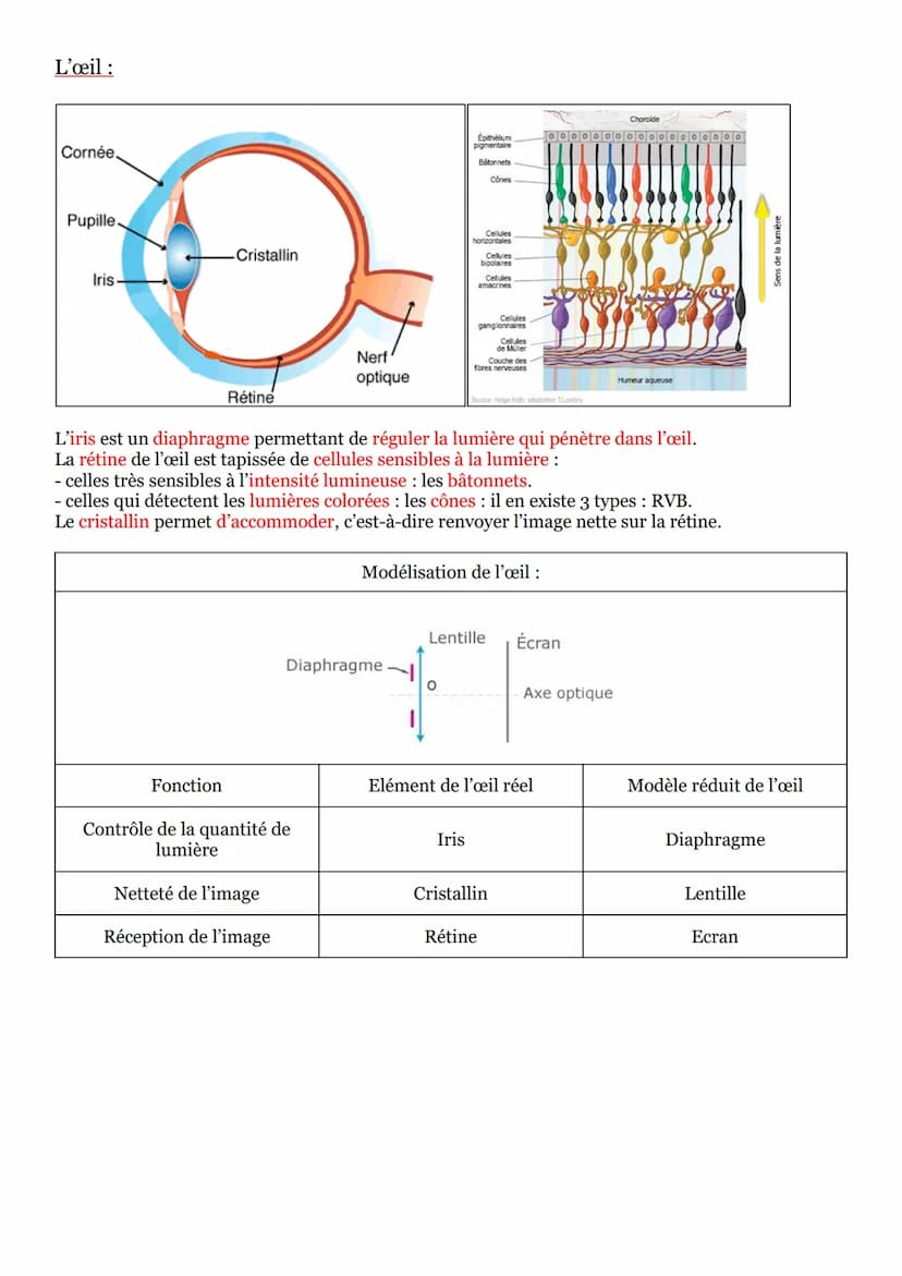 Vocabulaire :
Séquence n°2 : les lentilles convergentes :
• Une lentille sphérique possède un axe de symétrie appelé axe optique de la lenti