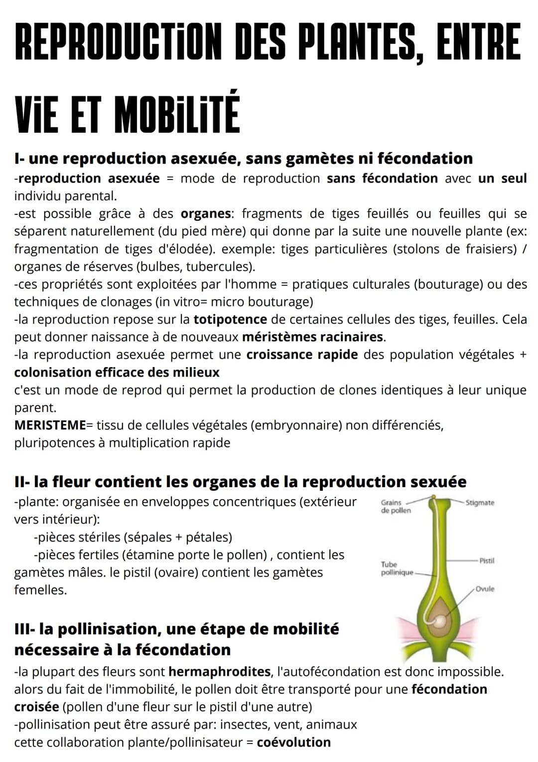 REPRODUCTION DES PLANTES, ENTRE
VIE ET MOBILITÉ
l- une reproduction asexuée, sans gamètes ni fécondation
-reproduction asexuée = mode de rep