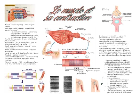 Know Fiche ST2S BPH : Le muscle et sa contraction thumbnail