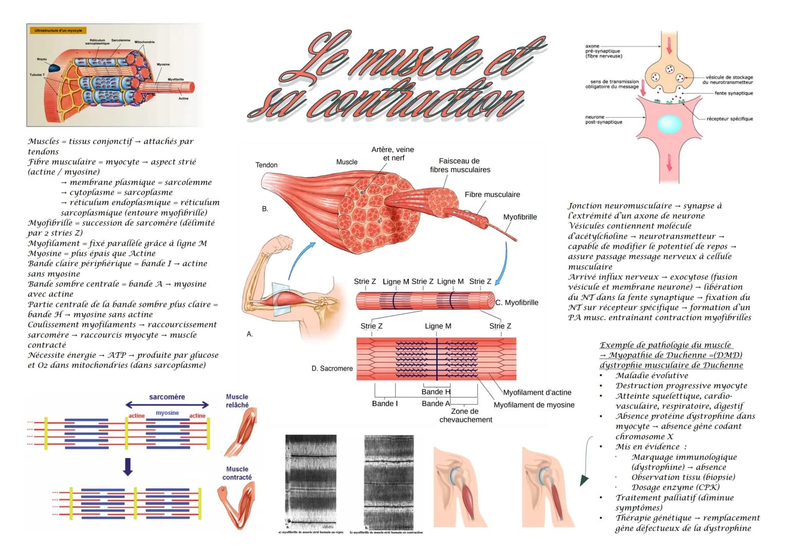 Ultrastructure d'un myocyte
Noya
Reticulum Sarcolemme
sarcoplasmique
1880
Myosine
Myofibrille
Muscles tissus conjonctif attachés par
tendons