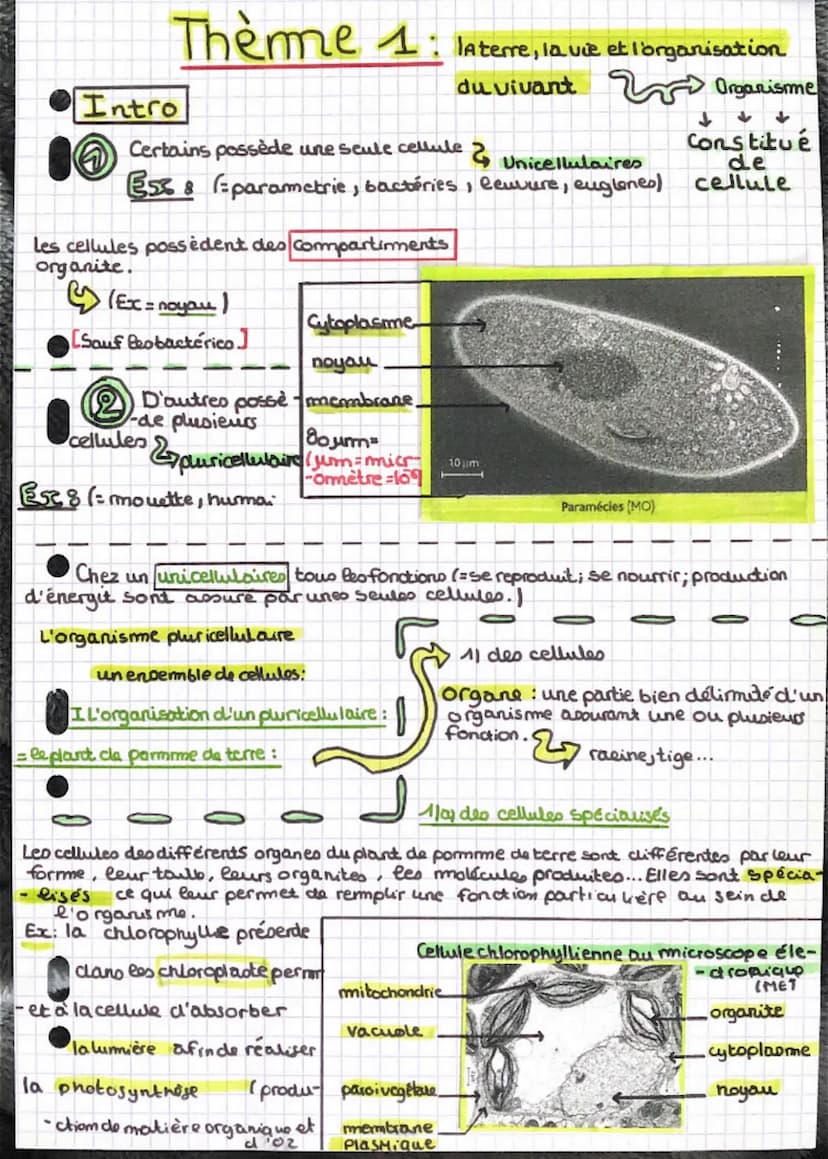 1/b La paroi vegetale
La parol végétale est constituéede molecules reac: la cellulose). Elle permet de
faire
adne rer les cellule entre même