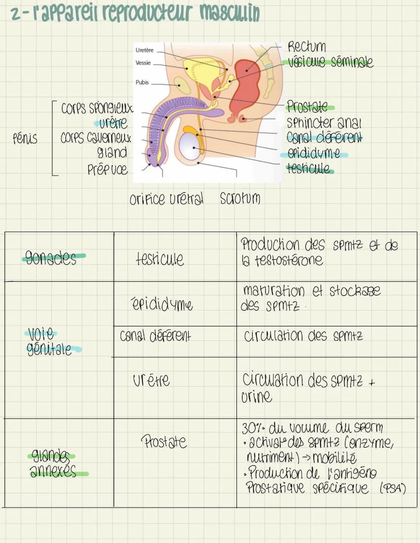 
<p>L'ovogenèse</p>
<p>L'ovogenèse est le processus de formation des ovocytes chez la femme. Elle se déroule en plusieurs étapes, dont l'ovo
