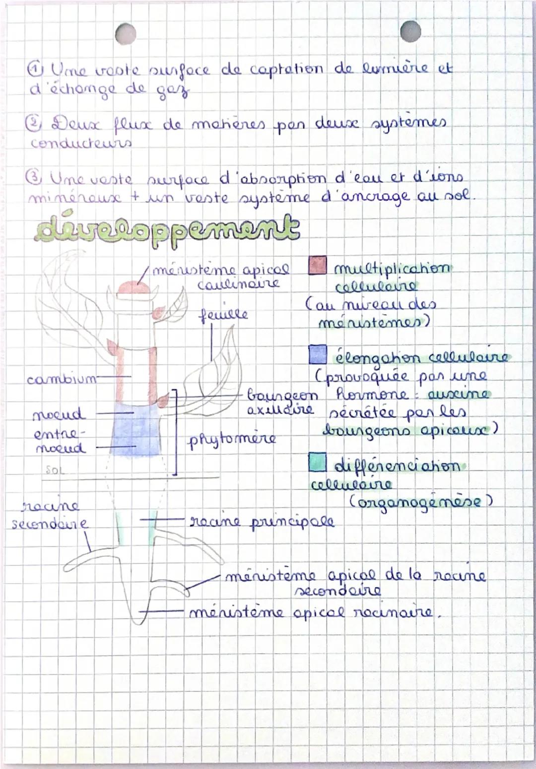 @
②
③
la plante
fleur
bourgeon apical
D
photosynthèse
02
ostiole H2O
CO2
tige
stomote
sol
vaisseaux du
phéoème
Plux de sève
élaborée
recine 