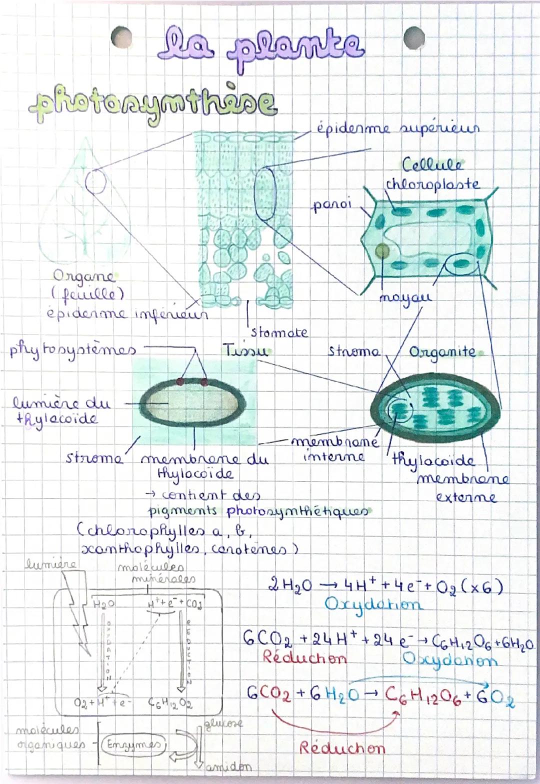 @
②
③
la plante
fleur
bourgeon apical
D
photosynthèse
02
ostiole H2O
CO2
tige
stomote
sol
vaisseaux du
phéoème
Plux de sève
élaborée
recine 