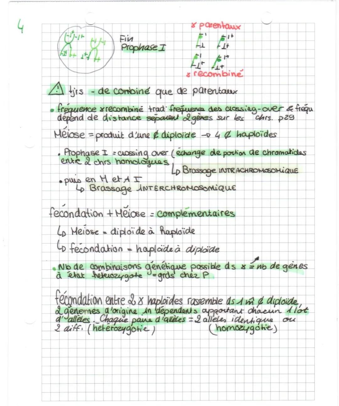 SUT
Chap I L'origine du génotype des individus
•voir méiose : avant meiose il y a réplication
•Succession Mitose → ensemble de & identique (