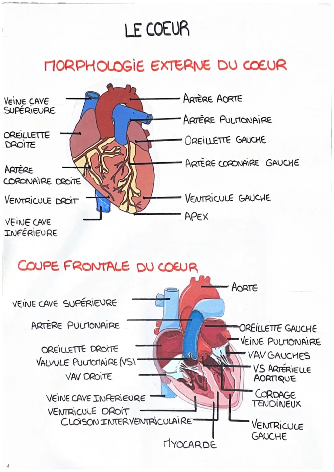 MORPHOLOGIE EXTERNE DU COEUR
VEINE CAVE
SUPÉRIEURE
OREILLETTE
DROITE
ARTÈRE
CORONAIRE DROITE
VENTRICULE DROIT
VEINE CAVE
INFÉRIEURE
LE COEUR