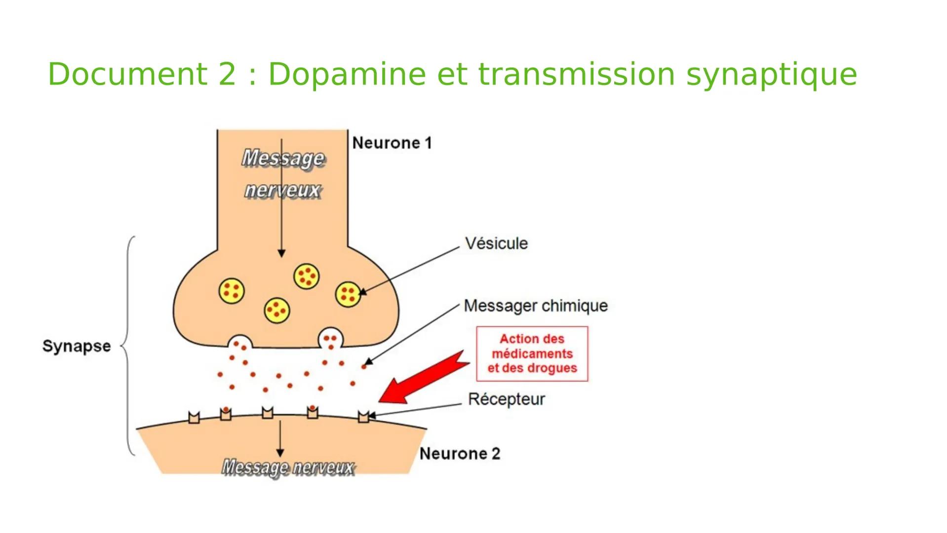 Comprendre la
communication entre les
neurones
Étude du mode d'action des drogues
sur le système nerveux
HO
Objectif
BREVET !
(SVT)
HO
Dopam
