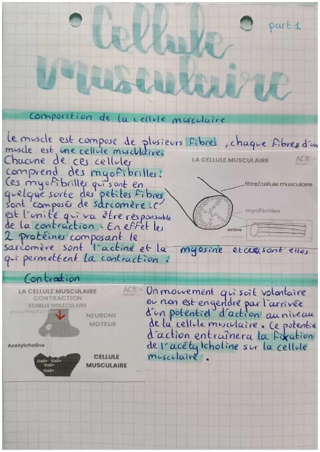 La cellule musculair: une structure spécialisée permettant son propre raccourcissement